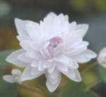 Anemonella thalictroides 'Cameo'  